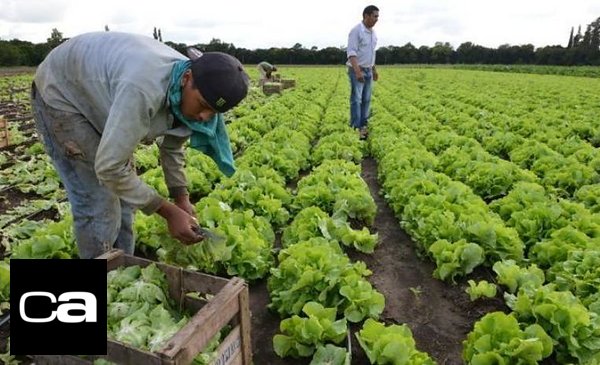 Alberto anuncia un plan para que trabajadores rurales sean registrados sin perder beneficios sociales - Vimarsana News