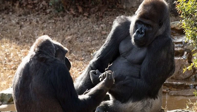 *NO ES LO QUE PENSÁS* Dos gorilas dieron positivo de coronavirus en un zoológico