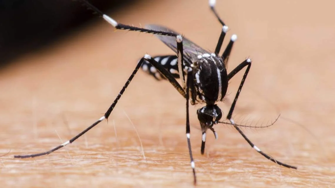 La Invasion De Mosquitos Que Preocupa En La Costa Atlantica A Que Se Debe El Destape