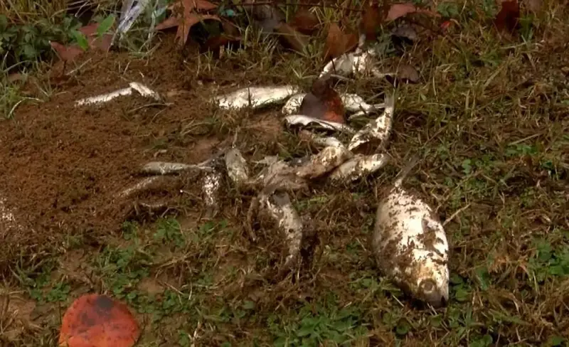 Lluvia de peces en Texas, Estados Unidos