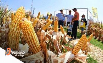Trigo y maíz: Cómo será el fideicomiso que reemplazará la suba de retenciones | Campo