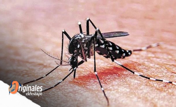 ¿Vuelve el dengue?: Una señal de advertencia | Prevención