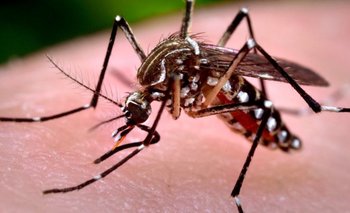 Chaco confirmó un caso positivo de chikungunya | Salud