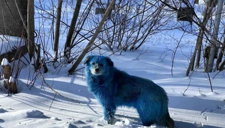 Misterio y temor en Rusia por las apariciones de perros de color azul