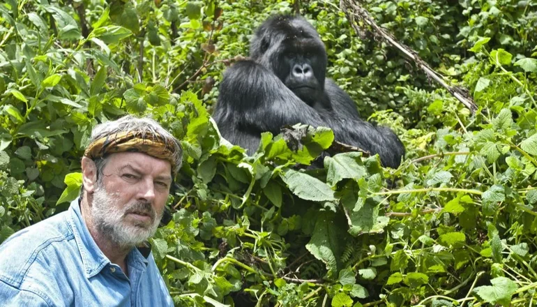 INSÓLITO: Turistas contagiaron de coronavirus a cientos de gorilas de la montaña