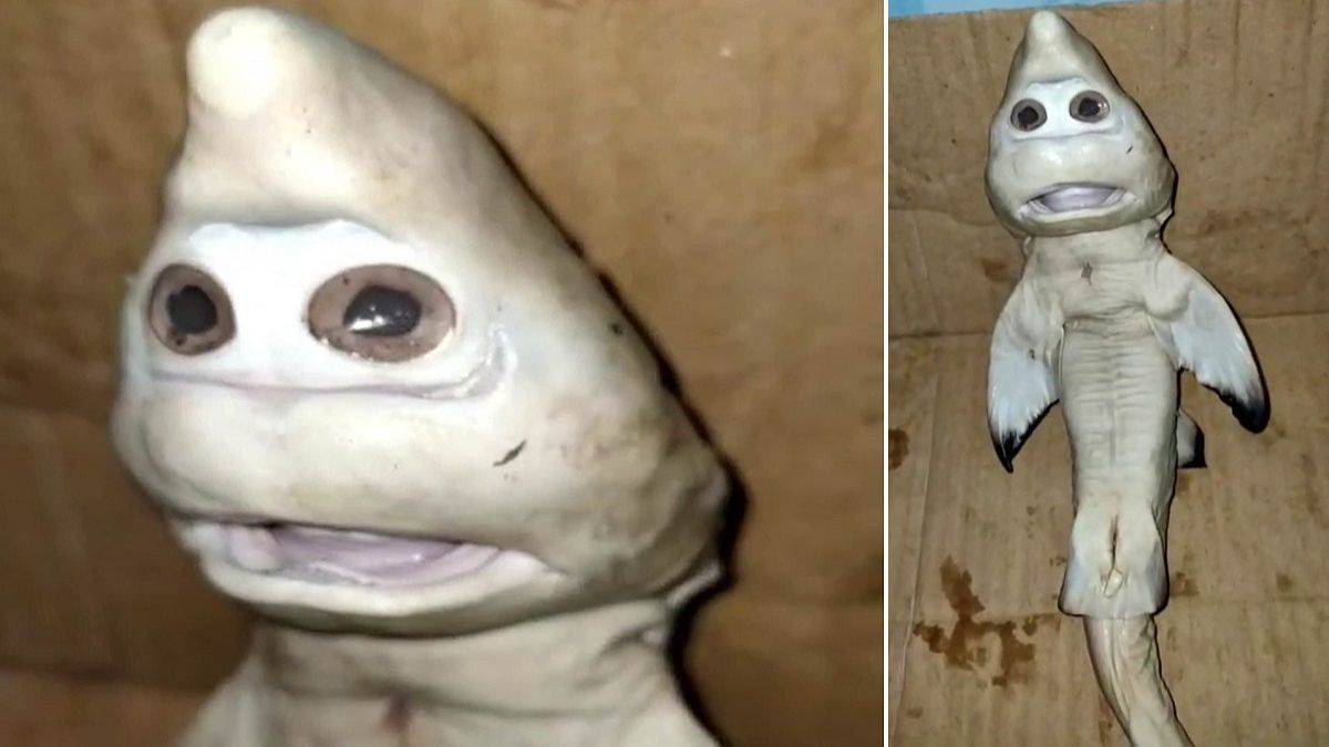 Baby shark": encontraron un extraño pez con cara de humano | El Destape