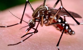 Confirmaron el tercer caso de chikungunya en Córdoba | Mosquitos