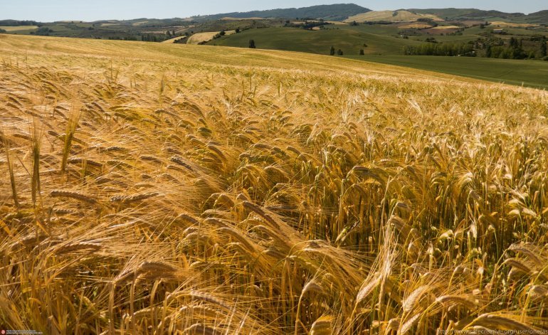 En medio del pedido de Carrió, el campo comenzó a retener cosecha de trigo En medio del pedido de Carrió, el campo comenzó a retener cosecha de trigo | El Destape