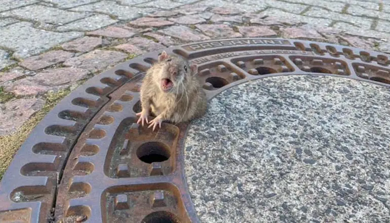 Preocupación en el mundo: Ratas transmitieron hepatitis E a humanos en Hong Kong