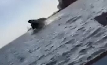 Impactante video: una ballena cayó sobre una lancha y dejó varios heridos | Virales
