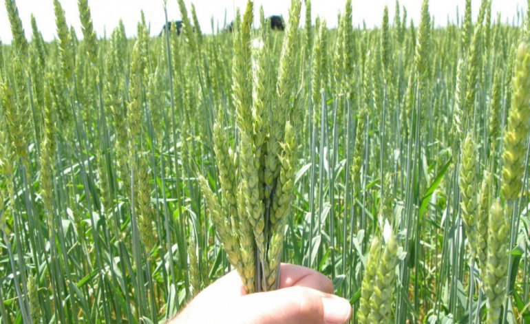 El campo organiza un nuevo mecanismo para recuperar el mercado del trigo El campo organiza un nuevo mecanismo para recuperar el mercado del trigo | El Destape