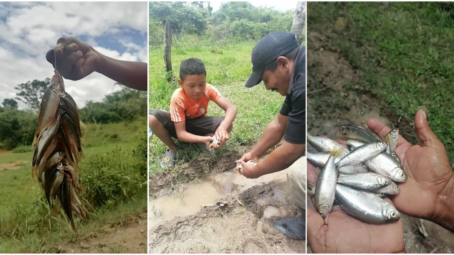 Lluvia de peces: por qué sucedió y como se explica el fenómeno natural