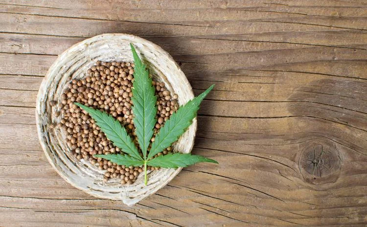 cannabis