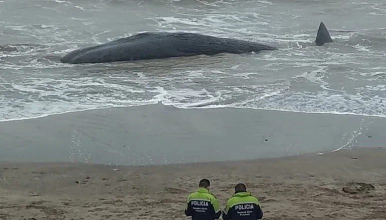 Impactante: cachalote gigante murió en la costa de Santa Clara 