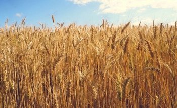 Por la sequía, exportación de maíz y soja caería unos u$s 4400 millones | Campo