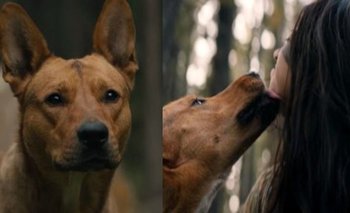 La conmovedora historia real del perro de Predator: La presa | Cine