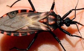 Septiembre: momento de pensar (y actuar) contra el Chagas | Salud