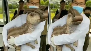 Es real? El video del dinosaurio clonado que se hizo viral | El Destape Es real? El video del dinosaurio clonado que se hizo viral | El Destape