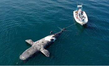 Encontraron seis ballenas muertas en la Península de Valdés | Chubut