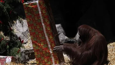 La orangutana Sandra, "un ser que siente"