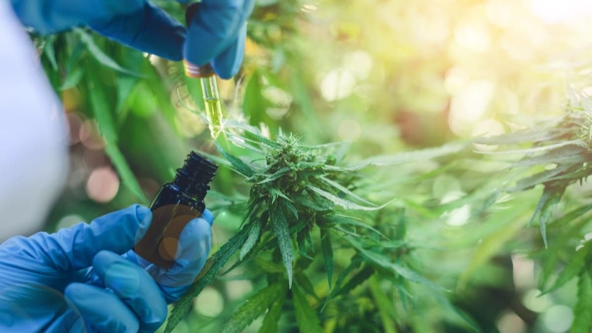 Uso cannabis en el deporte