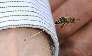 Cómo combatir una picadura de abeja o avispa | Salud