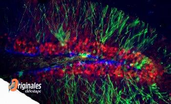 Nueva hipótesis sobre cómo nuestras redes neuronales logran albergar tantos recuerdos | Ciencia 