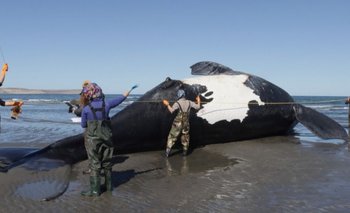 Ya son 13 las ballenas muertas en Chubut: investigan marea roja | Medio ambiente