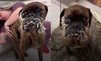 Un perro se "peleó" 13 veces con un puercoespín: el desopilante video | Virales