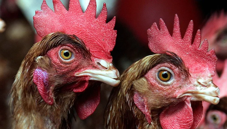 gallinas