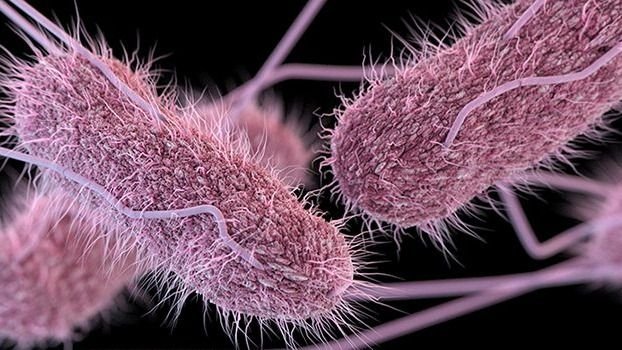 Salmonella: Qué Es, Síntomas Y Cómo Se Contagia | El Destape