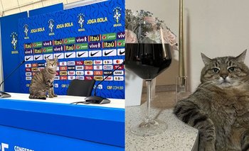 Brasil, afuera del Mundial: estallaron los memes por "la maldición del gato" | Mundial qatar 2022